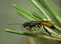 ノクチリオキバチのオス成虫。腹部のオレンジ色が特徴