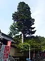 モミ（香川の保存木）