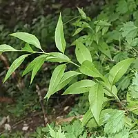 葉は卵形-卵状披針形、葉柄がある