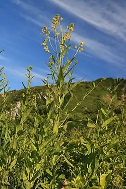 キバナハタザオ、伊吹山(滋賀県米原市)にて、2017年6月13日撮影