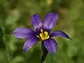 S. bellum