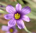 S. bellum