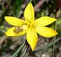 Sisyrinchium californicum