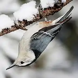 ムナジロゴジュウカラ