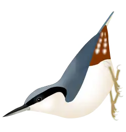 オニゴジュウカラ