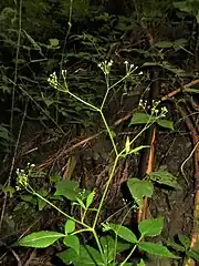 複散形花序はまばらな3-5個の小花序からなり、まばらに小さい白色の花をつける。