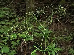 若い果実。複散形花序の花柄は2-4個で細く、総苞片はないかあっても1-2個で糸状、小花序の小花柄は5-10個でごく細く、小総苞片は数個あり糸状になる。