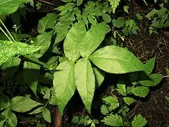 茎の下部の葉は3-5個からなる奇数羽状複葉となり、小葉は卵形から卵状楕円形で、先は尾状鋭突頭になり、基部は広いくさび形、縁に細かい鋸歯があり、小葉柄はない。