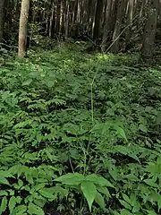 スギの人工林内の沢沿いのやや暗い湿った場所で、周辺にはウワバミソウの群落。