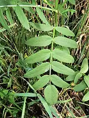 葉柄の基部が葉鞘になって茎を抱く。葉は奇数羽状複葉になり、小葉は狭卵形から広披針形で、縁に鋸歯があり、側小葉に小葉柄はない。