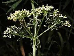 複散形花序の下にある総苞片、小花序の下にある小総苞片は、広線形で下方に沿う。