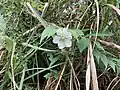花弁が６枚のこともある（石垣島にて撮影）