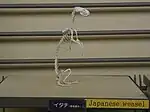 骨格標本