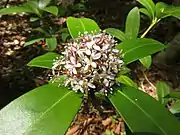雄花。
