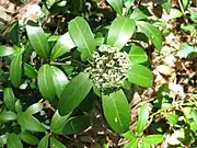 雌花