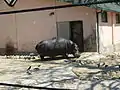 カバ