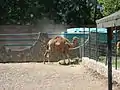 ラクダ
