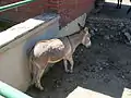 ロバ