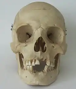 現生人類ヒトの頭骨