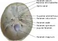 Labeled image of interior skull base.