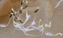 発芽