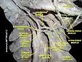 Facial artery