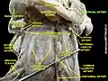 Facial artery