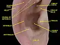 外耳。右耳介。側面図。