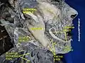Facial artery