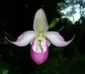 フラグミペディウム・セデミー(P. schlimii × P. longifolium)