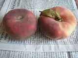 Broskyňa ブロスキニャ（桃）