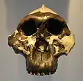 人類の派生種パラントロプス、アウストラロピテクスと同時代で、体格はやや大きく頑丈な顎を有していたが、次世代に子孫を残せなかった。