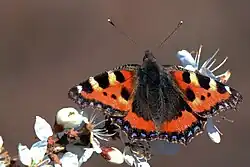 学名：Aglais urticae（和名：コヒオドシ）