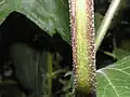 茎