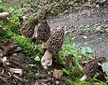 トガリアミガサタケ (Morchella conica)