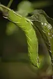 スズメガ科の蛾 Smerinthus ocellatus の幼虫は逆カウンターシェーディングである。逆さになって餌を食べるときに平坦に見える。
