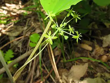 雄花