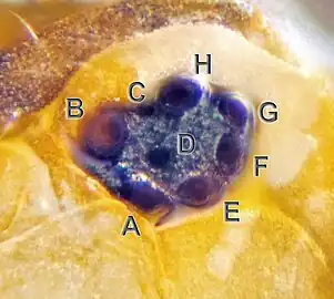トビムシの単眼