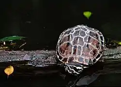 インドシナニシクイガメ