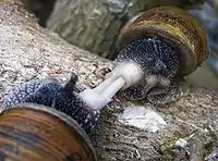 カタツムリ