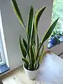 チトセラン（サンセベリア）Sansevieria trifasciata