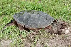 ホクベイカミツキガメChelydrta serpentina（カミツキガメ科）