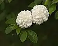 オオデマリ(ヤブデマリの手まり咲き）