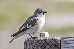 ユキスズメ