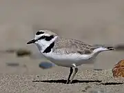 ユキチドリ（カリフォルニア州）