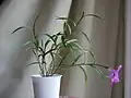 全体の姿