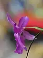 花の後ろ