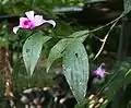 S. decora：着生の種