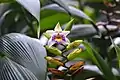 S. luerorum：花序