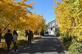 祖父江イチョウ黄葉まつりの時期の町内
